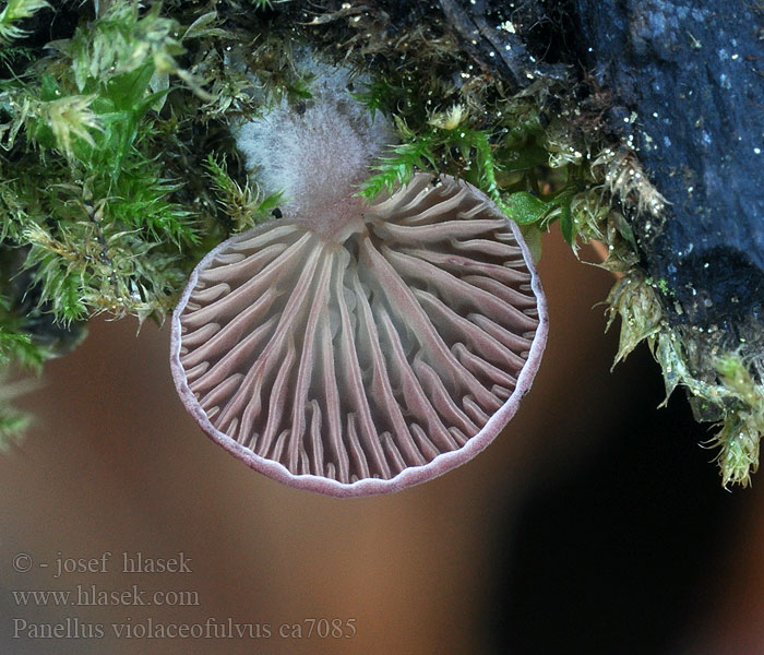 Panellus_violaceofulvus_ca7085