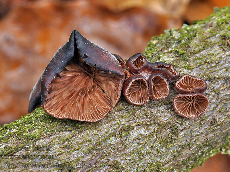 Panelle brun-violet Brunfiolett lærhatt Violet Oysterling Panellus violaceofulvus