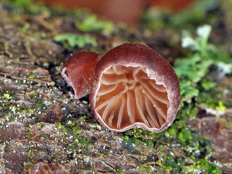 Pňovka fialovohnedá Violet Oysterling Panellus violaceofulvus