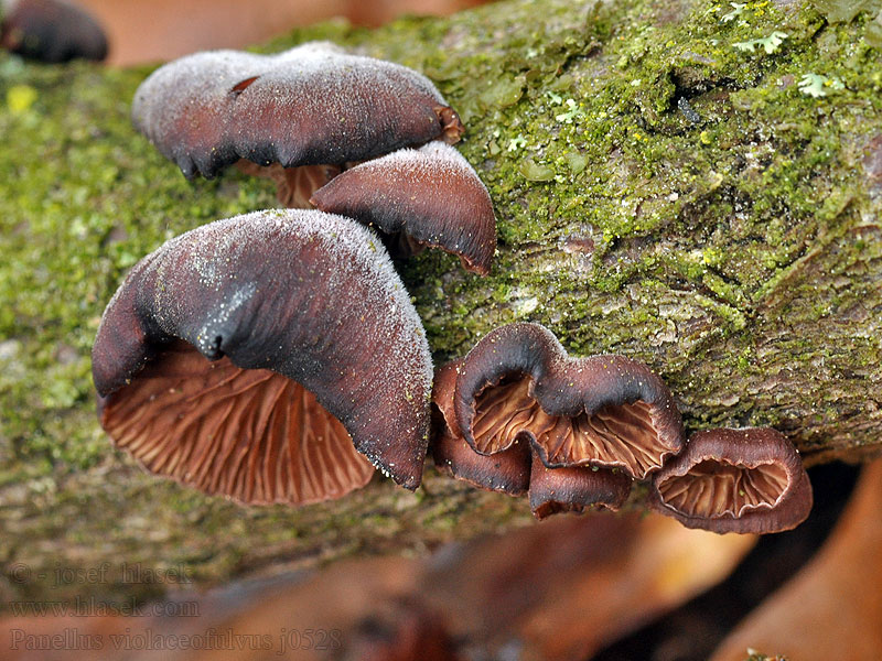 Violettblättrige Zwergknäueling Łycznik fioletowawy Panellus violaceofulvus