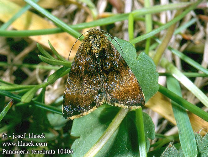 Panemeria tenebrata Small Yellow Underwing Apró sárgabagoly Hornkrauteule Sivkavec rožcový