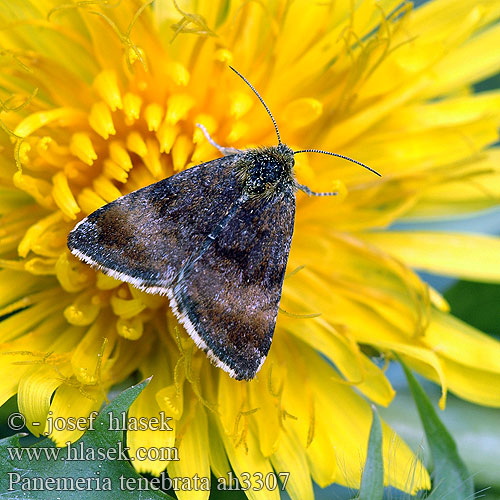 Small Yellow Underwing Apró sárgabagoly Hornkrauteule Sivkavec rožcový