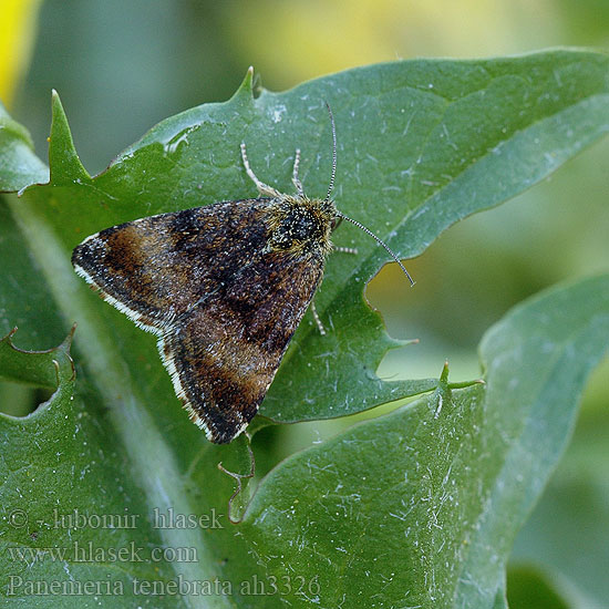 Dwerghuismoeder Panemeria tenebrata Small Yellow Underwing Apró sárgabagoly