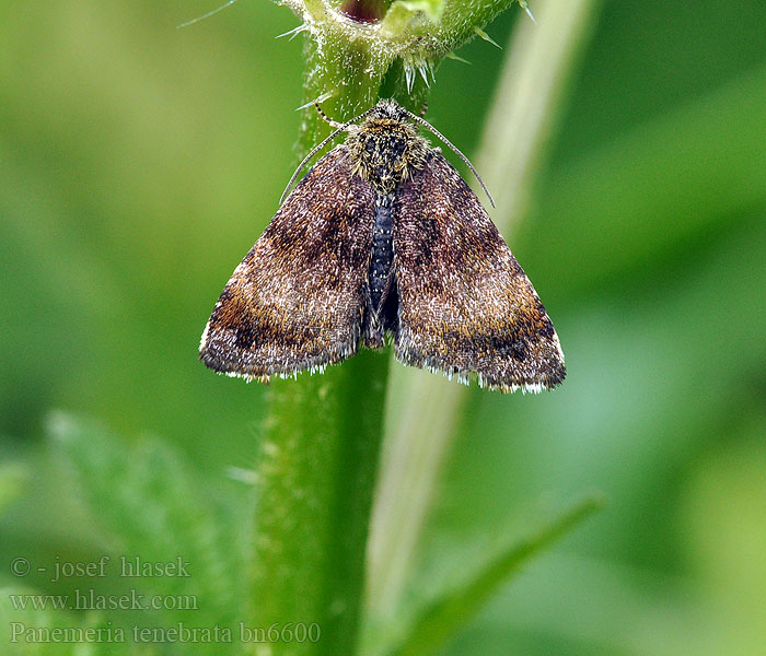 Panemeria tenebrata Small Yellow Underwing Apró sárgabagoly