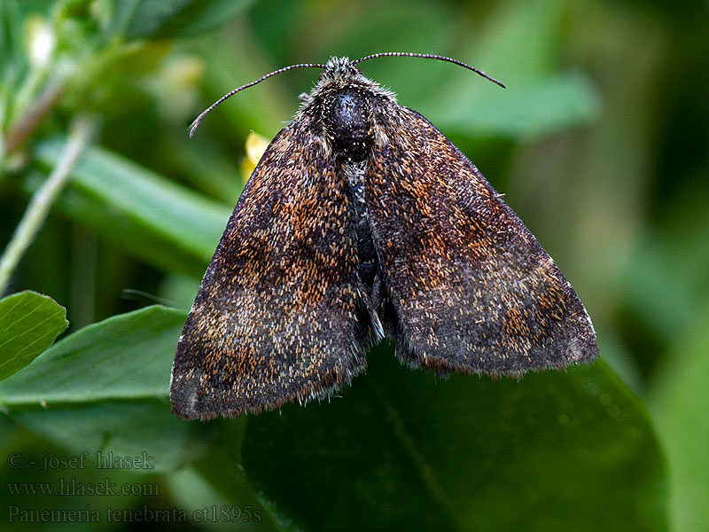 Small Yellow Underwing Panemeria tenebrata