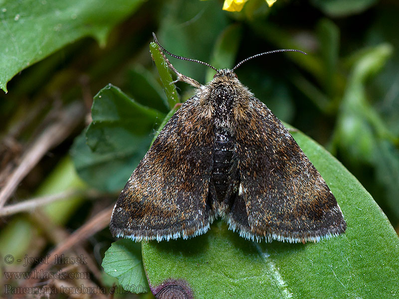 Apró sárgabagoly Panemeria tenebrata