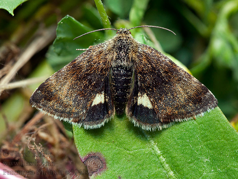 Hornkrauteule Sivkavec rožcový Panemeria tenebrata