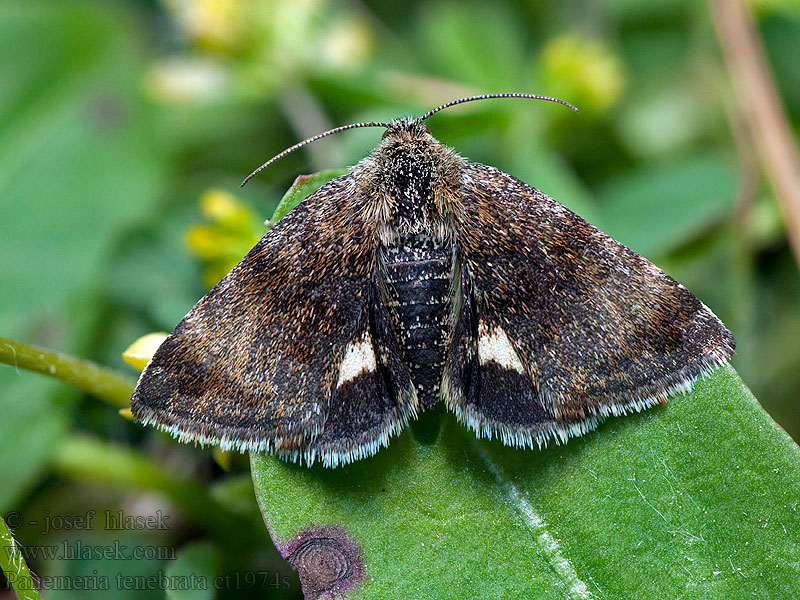 Blýskavka rožcová Panemeria tenebrata