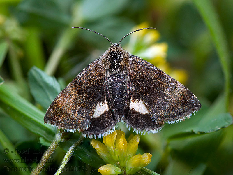 Панемерия темная Panemeria tenebrata