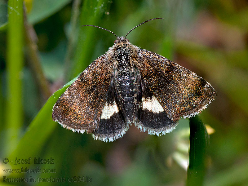 Solfly Panemeria tenebrata