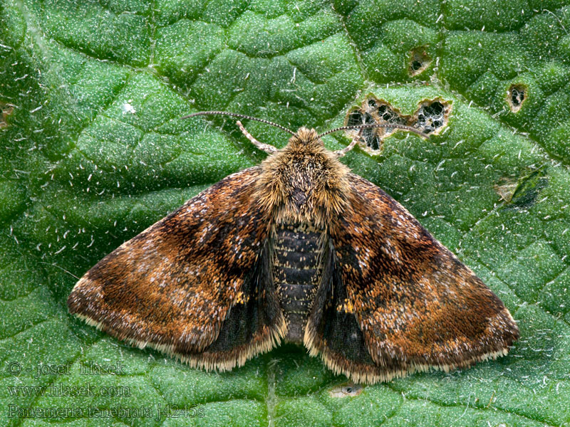 Aurinkoyökkönen Panemeria tenebrata