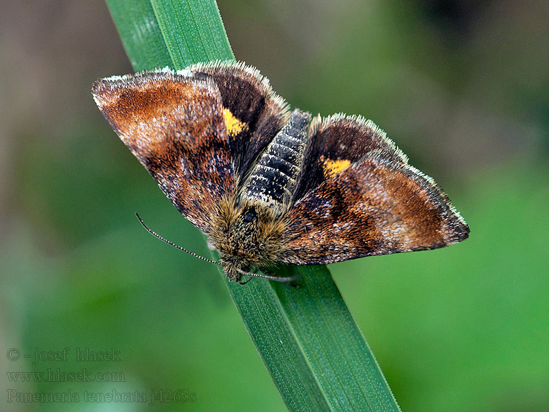 Dwerghuismoeder Panemeria tenebrata