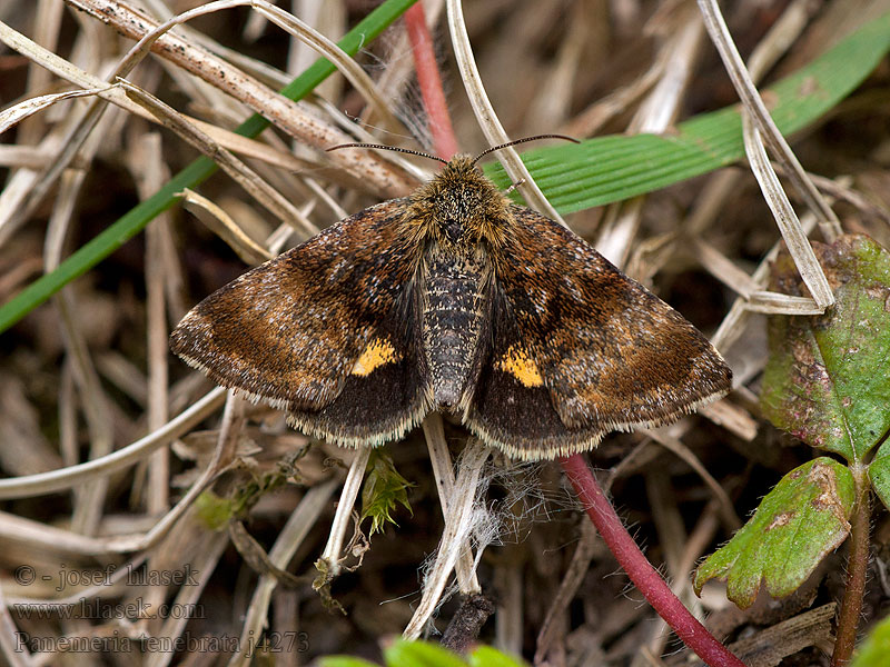 Panemeria tenebrata