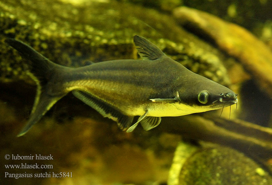 Pangasius sutchi Pangasianodon hypophthalmus Helicophagus Iridescent shark 鲶鱼 Sum rekini Пангасиус Haimonni Hajmal Sumeček žraločí Štíhlohlavec Pangasias spodnooký Panga Patin siam Ikan Patin カイヤン Haimalle ปลาสวาย