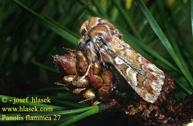 Panolis flammea Pine Beauty Moth Fyrreugle Kieferneule Forleule Mänty-yökkönen