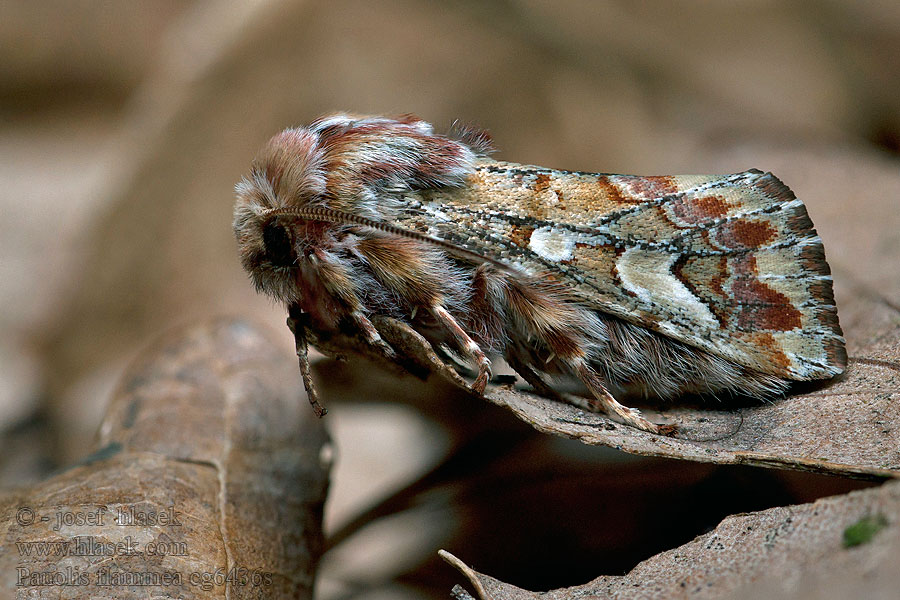 Panolis flammea