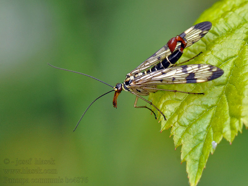 Gemeine Skorpionsfliege Panorpa communis