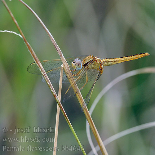 Pantala flavescens Globe skimmer Wandering glider Globetrotter 昆虫种名：黄蜻 薄翅蜻蜓 Wereldzwever Global Wanderer ウスバキトンボ