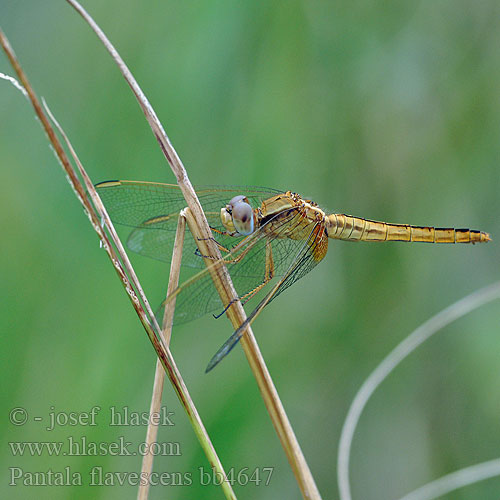 昆虫种名：黄蜻 薄翅蜻蜓 Wereldzwever Global Wanderer ウスバキトンボ Pantala flavescens Globe skimmer Wandering glider Globetrotter