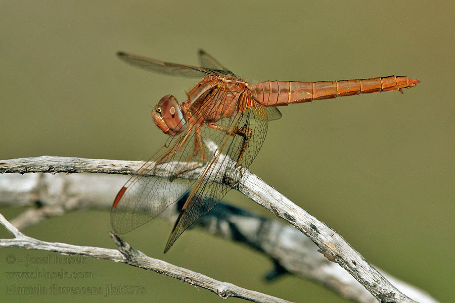 Global Wanderer ウスバキトンボ Pantala flavescens