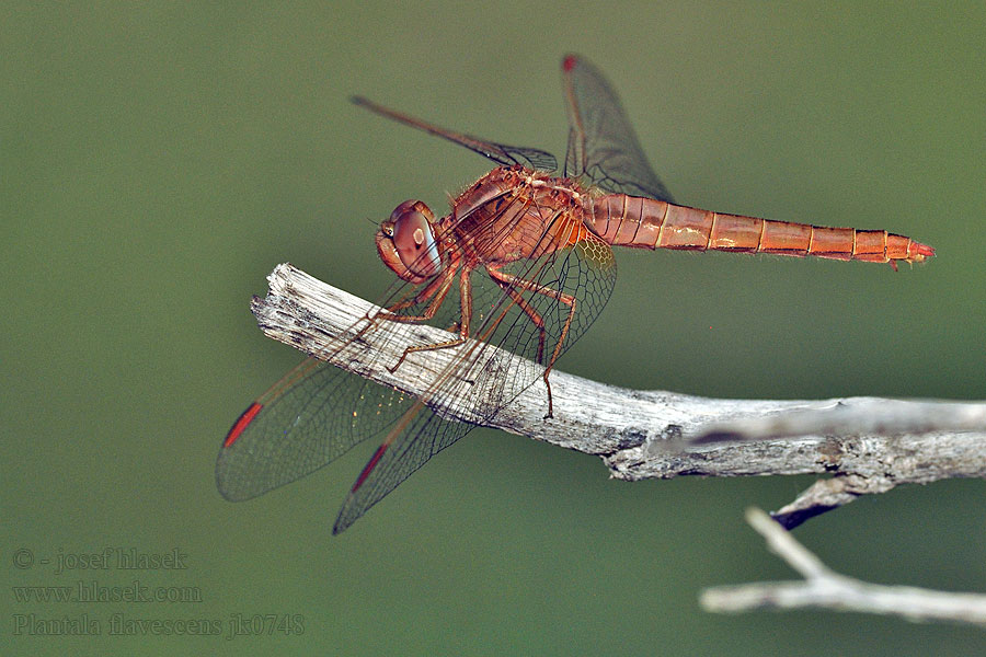 Globe skimmer Wandering glider Globetrotter Pantala flavescens