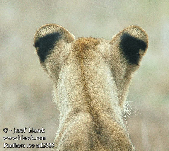 Panthera leo Leeuw leone africano Afrikai Oroszlán