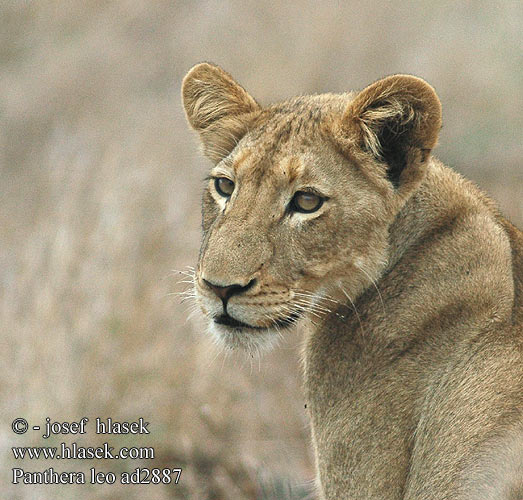 Panthera leo Lev púšťový pustinný