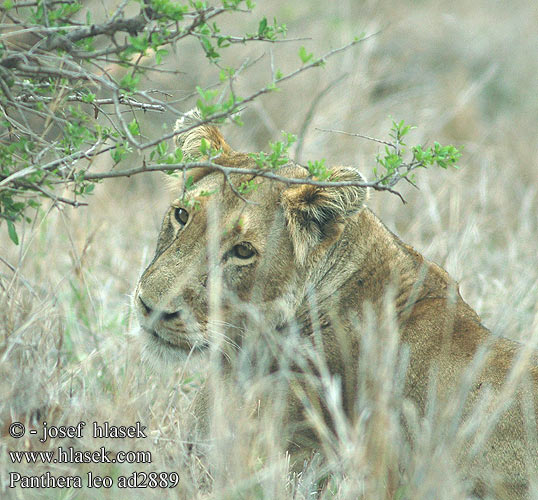 Panthera leo lion Leijona Leeuw leone