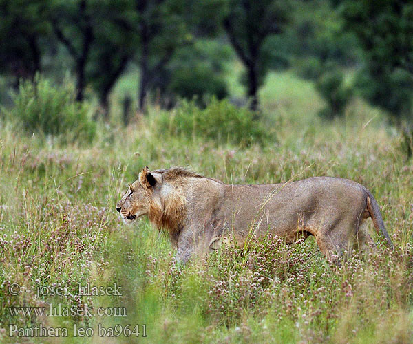 Panthera leo ba9641