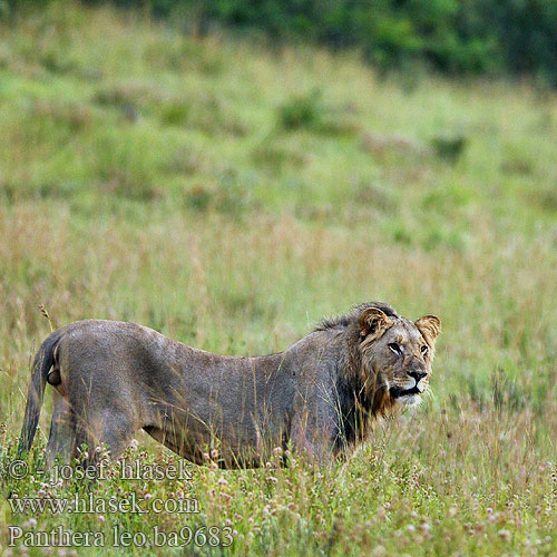 Panthera leo ba9683