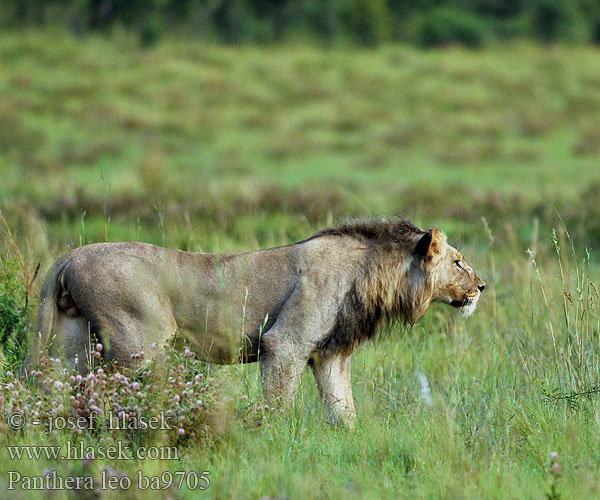 Panthera leo ba9705