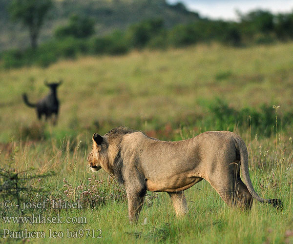 Panthera leo ba9712