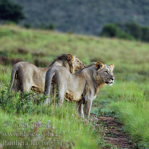 African lion Afrikansk hanløve Afrikanleijona