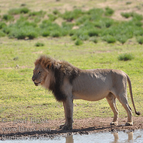 Panthera leo bb3862