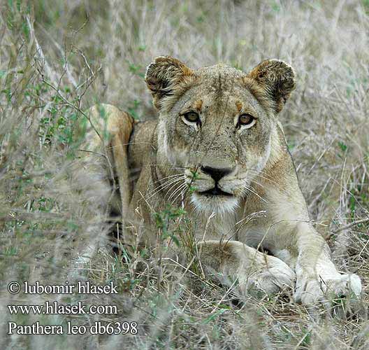 Panthera leo אריה: सिंह singa 獅