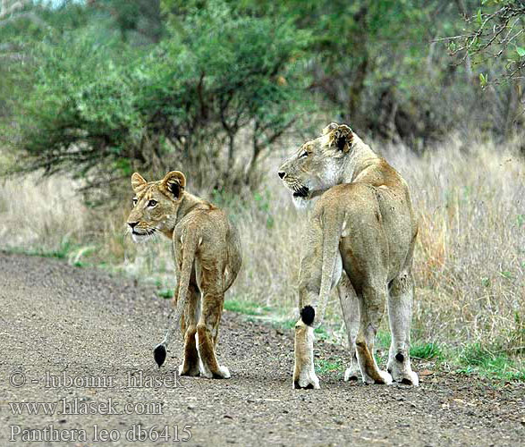 Löwe African lion Panthera leo Afrikansk hanløve