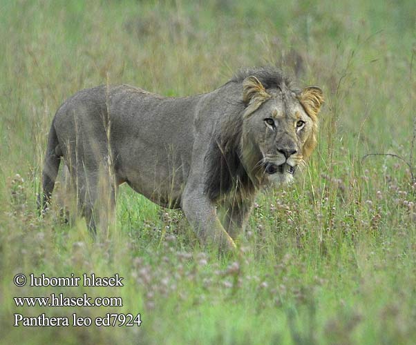 सिंह Singa 獅子 ライオン liūtas