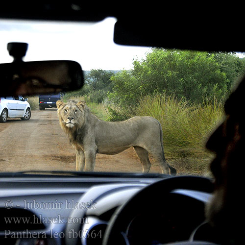 Лев Simba சிங்கம் สิงโต