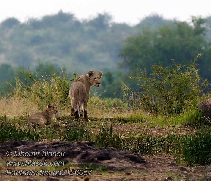 Simba சிங்கம் สิงโต Aslan Panthera leo