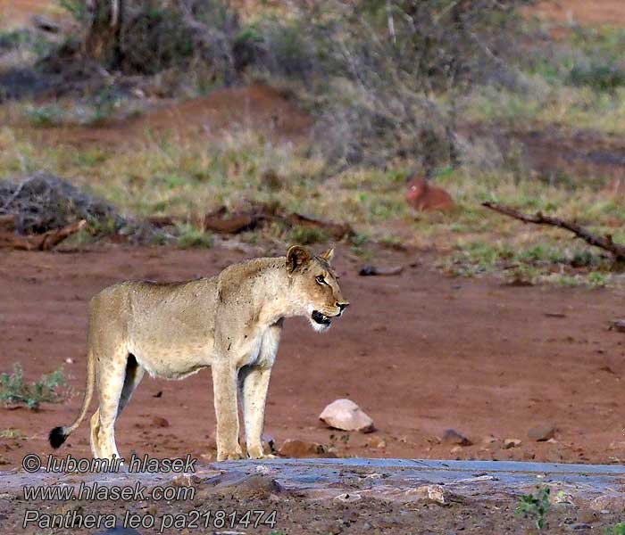 Liun Leu Лев Panthera leo