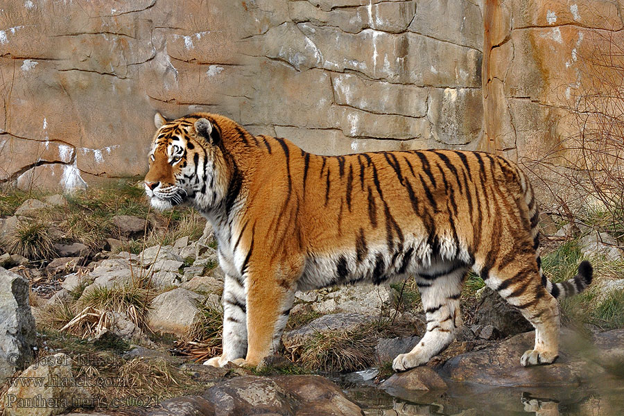 Panthera tigris Tigar Tig Վագր Harimau Tigro トラ Tirxu ვეფხვი