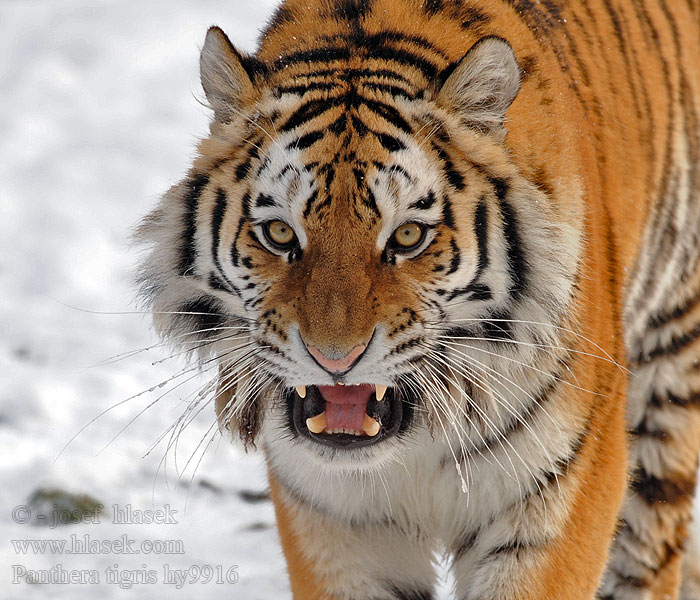 Panthera tigris Náshdóítsoh noodǫ́zígíí ਟਾਈਗਰ Tygrys Tigri