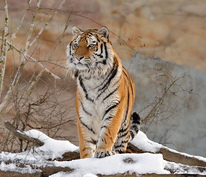 Panthera tigris Тигр व्याघ्र: Баабыр Teeger Tiger džungľový