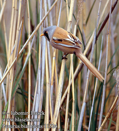 Panurus biarmicus Bearded Tit Bartmeise Panure moustaches