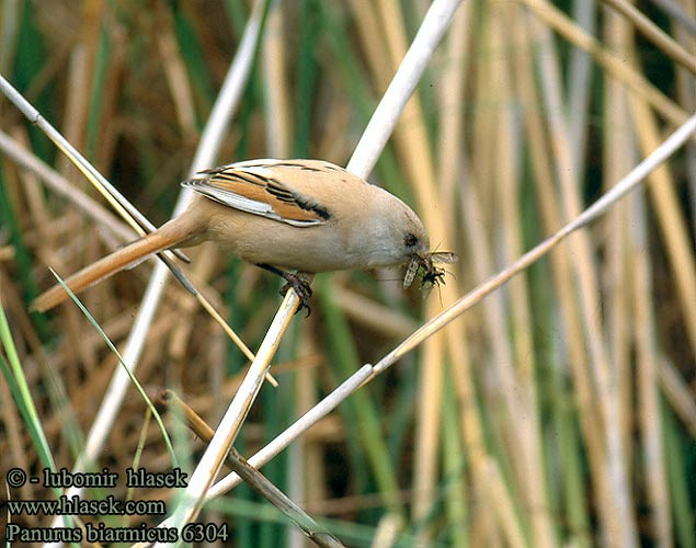 Panurus biarmicus 6304