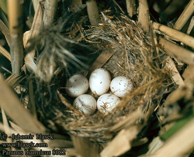 eggs nest Panurus biarmicus Bearded Tit Bartmeise Panure moustaches