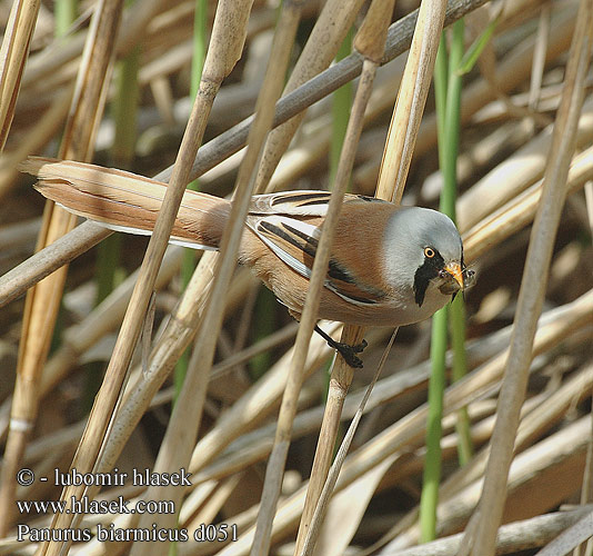 Panurus biarmicus d051