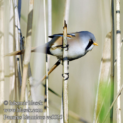 Brkata sinica senica Panurus biarmicus Bearded Parrotbill