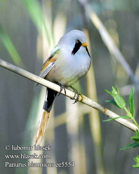 Bearded Parrotbill Reedling Tit Bartmeise Panure moustaches