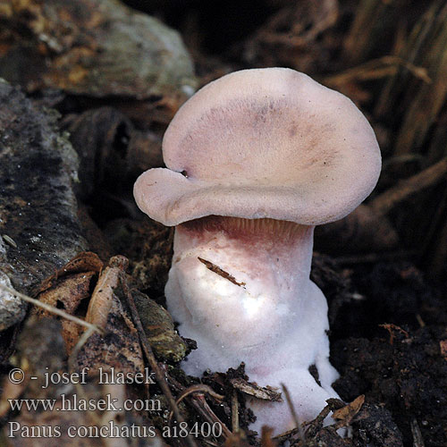 Panus conchatus Pleurotus torulosus Lentinus Hlíva fialová